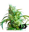 Sweet Seeds - Flash Back 2 - Feminized Seeds