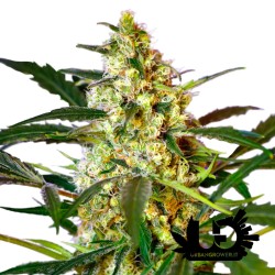 Sweet Seeds - Fast Bud 2 Auto - Autoflowering Seeds