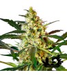 Sweet Seeds - Fast Bud 2 Auto - Autoflowering Seeds