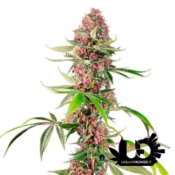 Sweet Seeds - Red Mandarine F1 Fast Version - Feminized Seeds