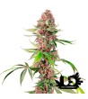 Sweet Seeds - Red Mandarine F1 Fast Version - Feminized Seeds