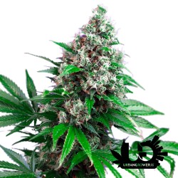 Sweet Seeds - Killer Kush F1 Fast Version - Feminized Seeds