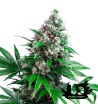 Sweet Seeds - Killer Kush F1 Fast Version - Feminized Seeds