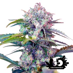 Sweet Seeds - Cream Mandarine Auto- Semi autofiorenti