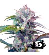 Sweet Seeds - Cream Mandarine Auto- Autoflowering seeds