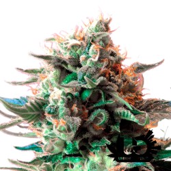 Sweet Seeds - Jack 47 F1 Fast Version - Feminized Seeds