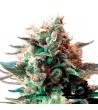 Sweet Seeds - Jack 47 F1 Fast Version - Feminized Seeds