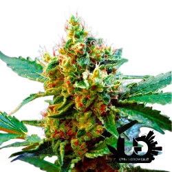 Sweet Seeds - Cream Mandarine XL Auto - Semi autofiorenti