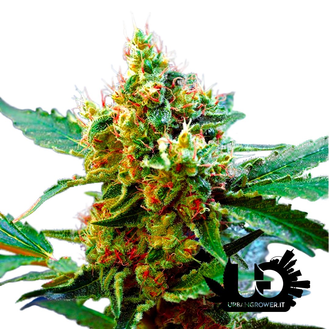 Sweet Seeds - Cream Mandarine XL Auto - Autoflowering Seeds