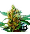 Sweet Seeds - Cream Mandarine XL Auto - Semi autofiorenti