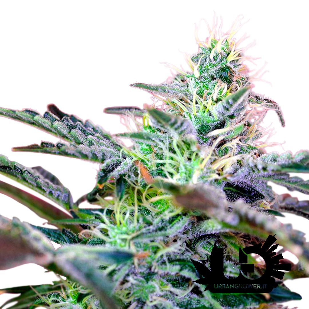 Sweet Seeds - Sweet Cheese Auto - Autoflowering Seeds