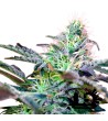 Sweet Seeds - Sweet Cheese Auto - Autoflowering Seeds