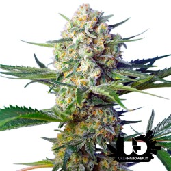 Sweet Seeds - Crystal Candy F1 Fast Version - Semi femminizzati