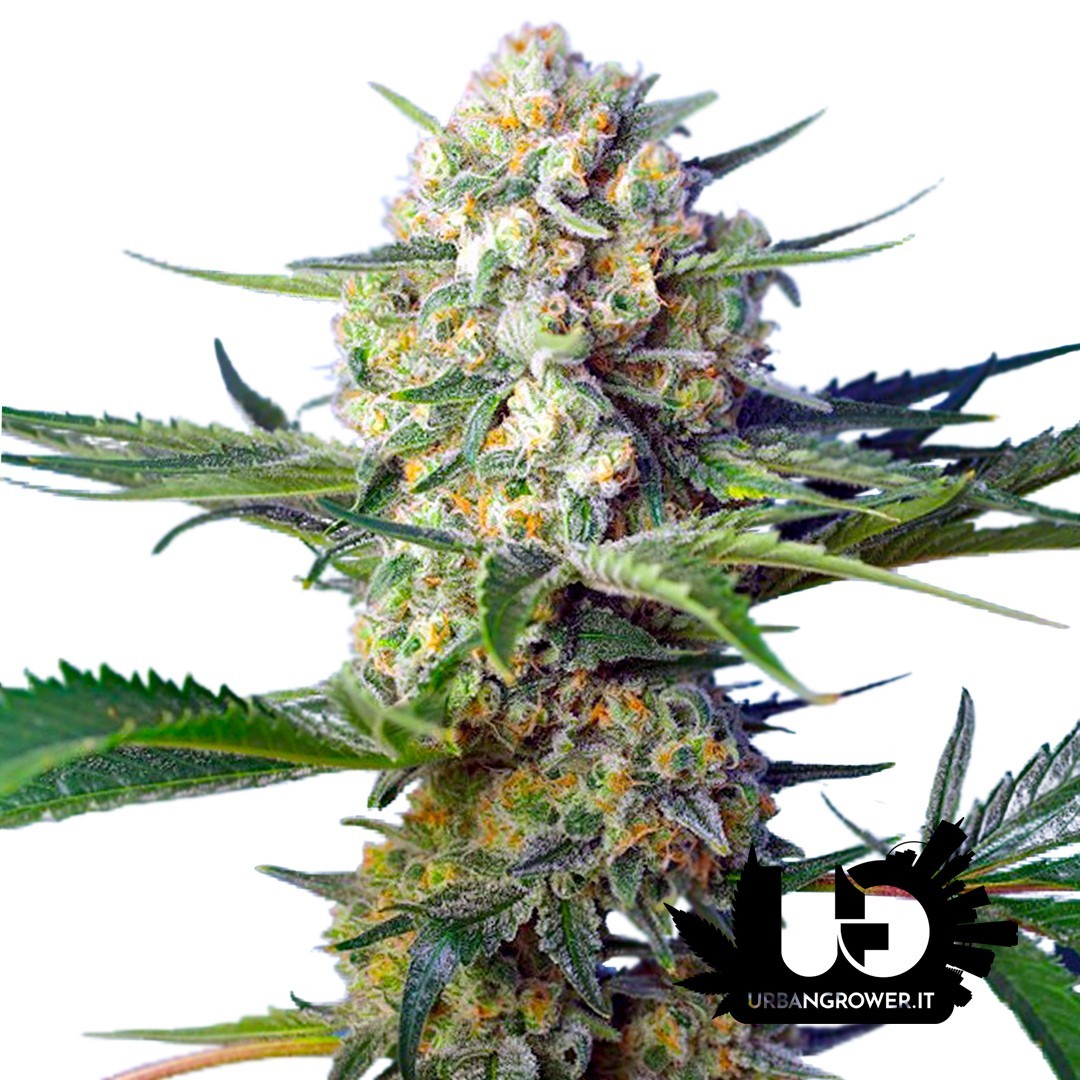 Sweet Seeds - Crystal Candy F1 Fast Version - Feminized Seeds