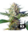 Sweet Seeds - Crystal Candy F1 Fast Version - Feminized Seeds