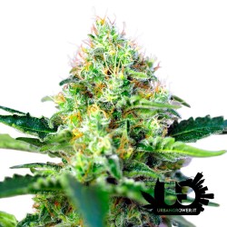 Sweet Seeds - Crystal Candy - Feminized Seeds