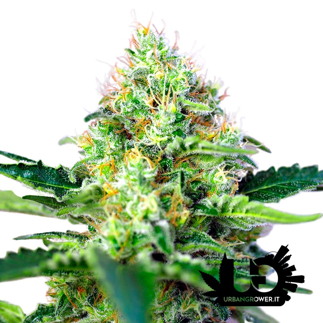 Sweet Seeds - Crystal Candy - Feminized Seeds