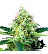 Sweet Seeds - Crystal Candy - Feminized Seeds