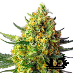 Sweet Seeds - Crystal Candy XL Auto - Autoflowering Seeds