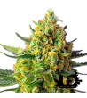 Sweet Seeds - Crystal Candy XL Auto - Autoflowering Seeds