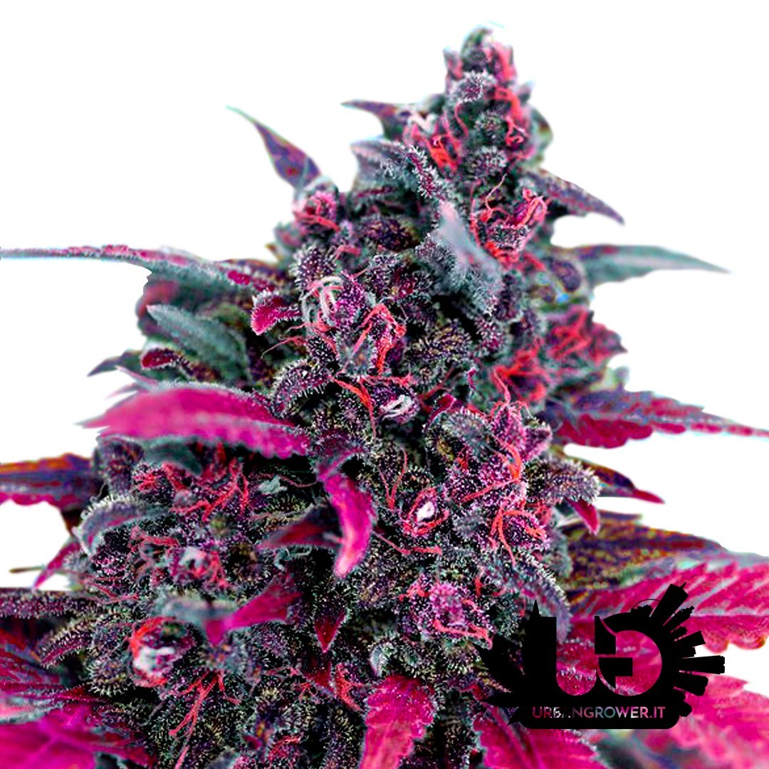 Sweet Seeds - Dark Devil Auto - Semi autofiorenti