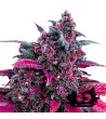 Sweet Seeds - Dark Devil Auto - Semi autofiorenti