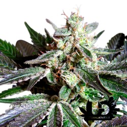 Sweet Seeds - Black Jack F1 Fast Version - Semi femminizzati