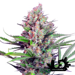 Sweet Seeds - Cream Mandarine F1 Fast Version - Semi femminizzati