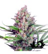 Sweet Seeds - Cream Mandarine F1 Fast Version - Feminized Seeds