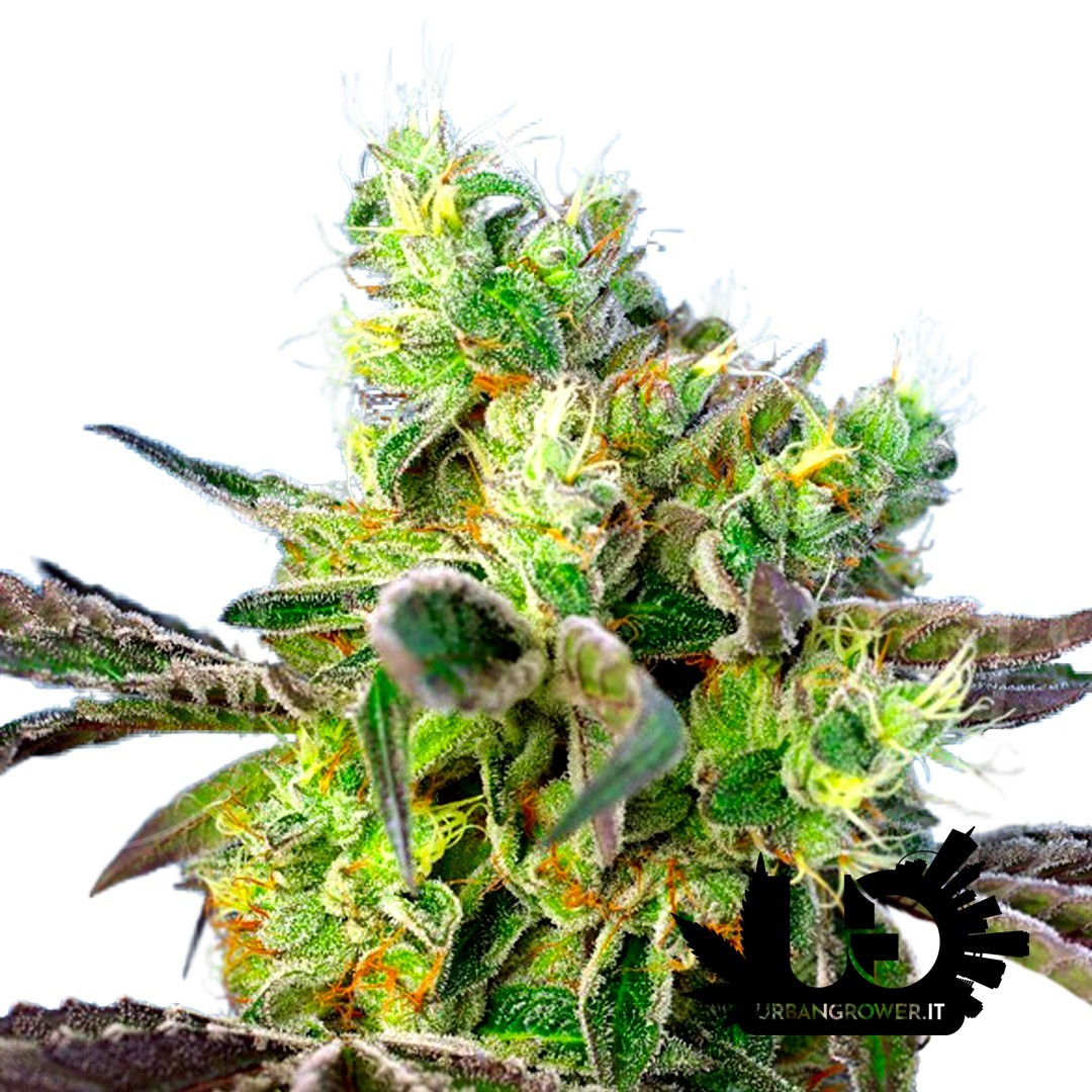 Sweet Seeds - Do Sweet Dos - Feminized Seeds