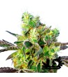 Sweet Seeds - Do Sweet Dos - Feminized Seeds