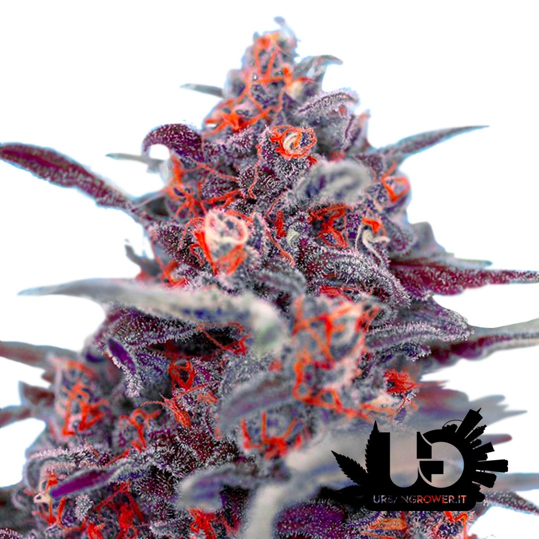 Sweet Seeds - Devil Cream Auto - Autoflowering Seeds