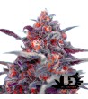 Sweet Seeds - Devil Cream Auto - Autoflowering Seeds