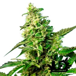 Sweet Seeds - Green Poison F1 Fast Version- Semi femminizzati