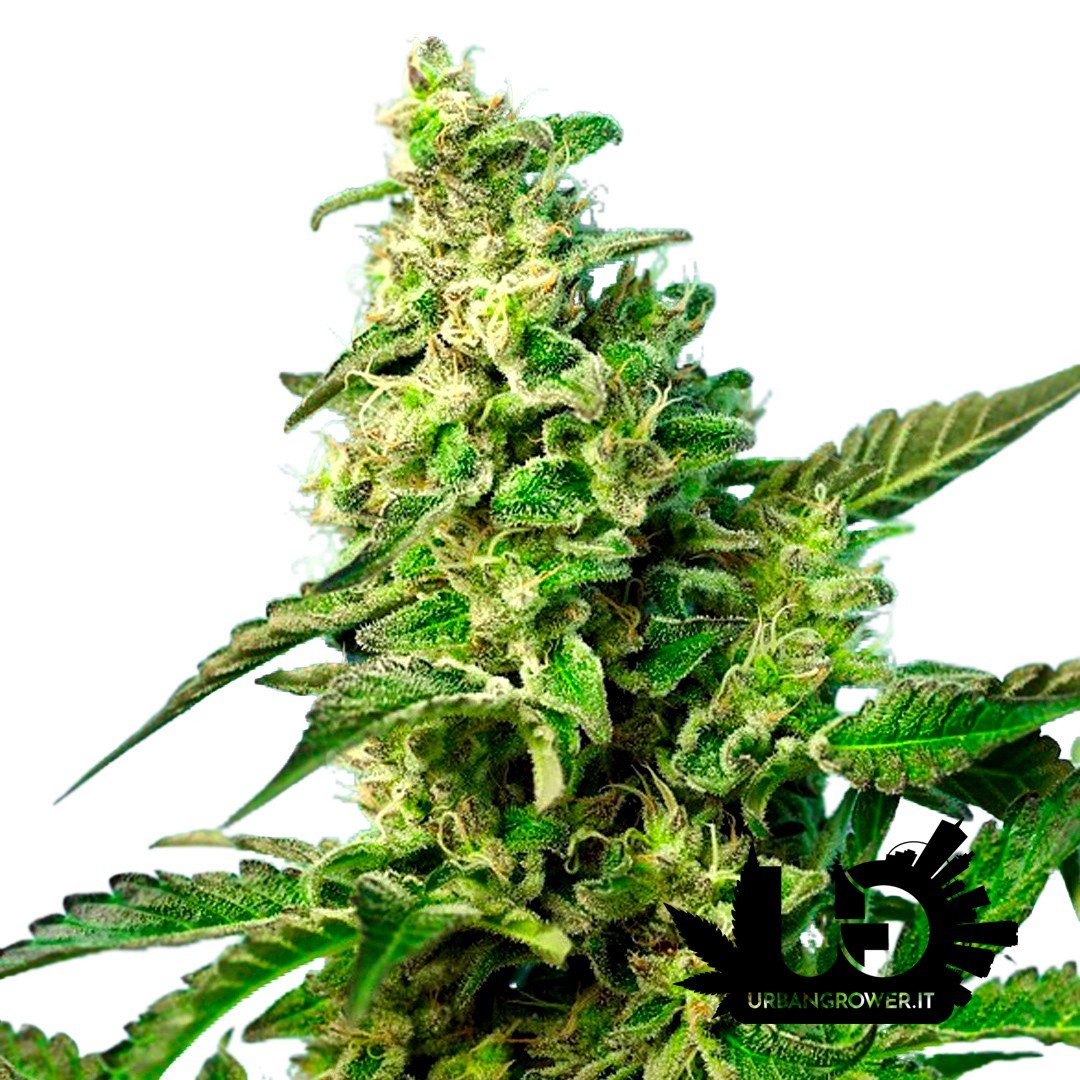 Sweet Seeds - Green Poison F1 Fast Version- Feminized Seeds