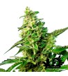 Sweet Seeds - Green Poison F1 Fast Version- Semi femminizzati