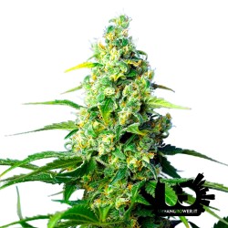 Sweet Seeds - Honey Peach CBD Auto- Autoflowering Seeds