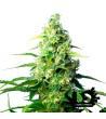 Sweet Seeds - Honey Peach CBD Auto- Autoflowering Seeds