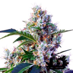 Sweet Seeds - Indigo Berry Kush- Feminized Seeds