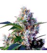 Sweet Seeds - Indigo Berry Kush- Feminized Seeds