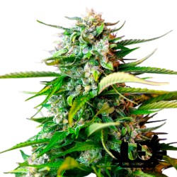 Sweet Seeds - Jack 47 Auto - Semi autofiorenti