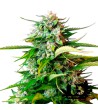 Sweet Seeds - Jack 47 Auto - Autoflowering seeds