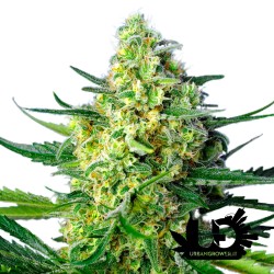 Sweet Seeds - Jack 47 XL Auto - Autoflowering seeds