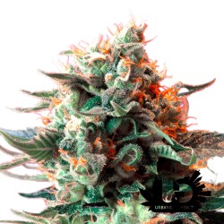 Sweet Seeds - Jack 47 - Feminized Seeds