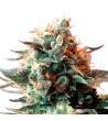 Sweet Seeds - Jack 47 - Feminized Seeds