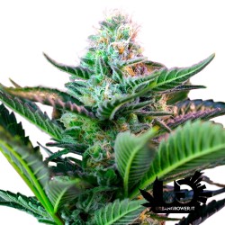 Sweet Seeds - Mohan Ram Auto - Autoflowering Seeds