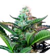 Sweet Seeds - Mohan Ram Auto - Autoflowering Seeds