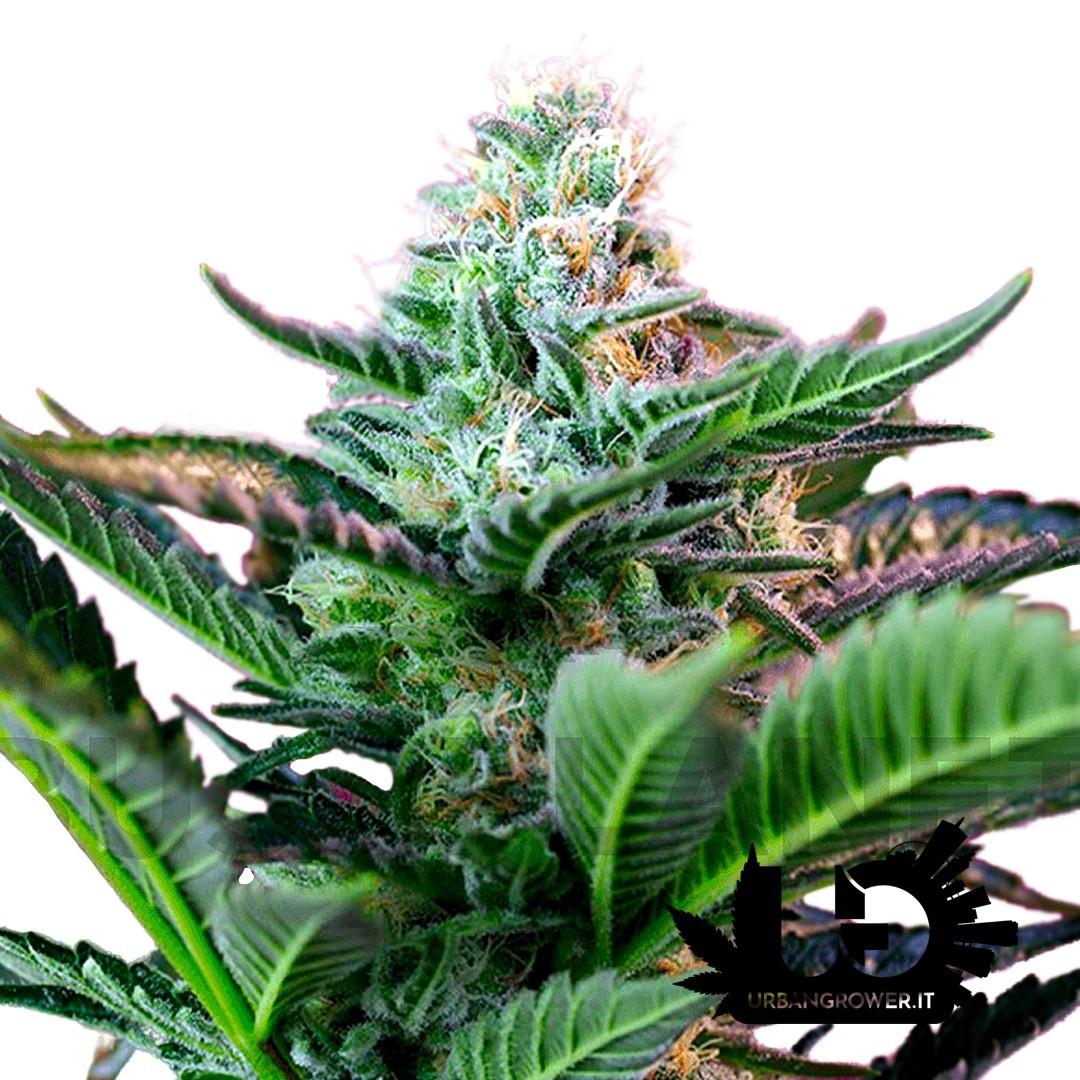 Sweet Seeds - Mohan Ram - Feminized Seeds