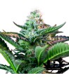 Sweet Seeds - Mohan Ram - Feminized Seeds