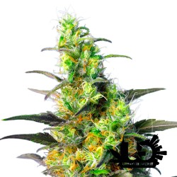 Sweet Seeds - New York City Diesel CBD - Semi femminizzati